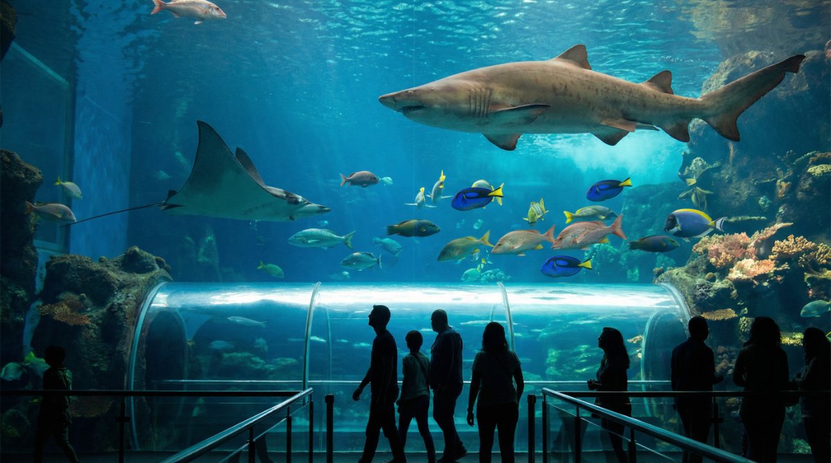 ליסבון - האקווריום המקורה הגדול ביותר באירופה